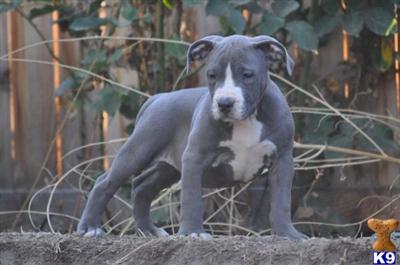AMERICAN BULLY PUPS